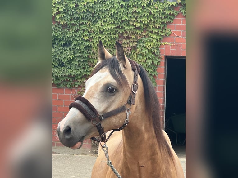 Duitse rijpony Ruin 2 Jaar 146 cm Buckskin in Vreden