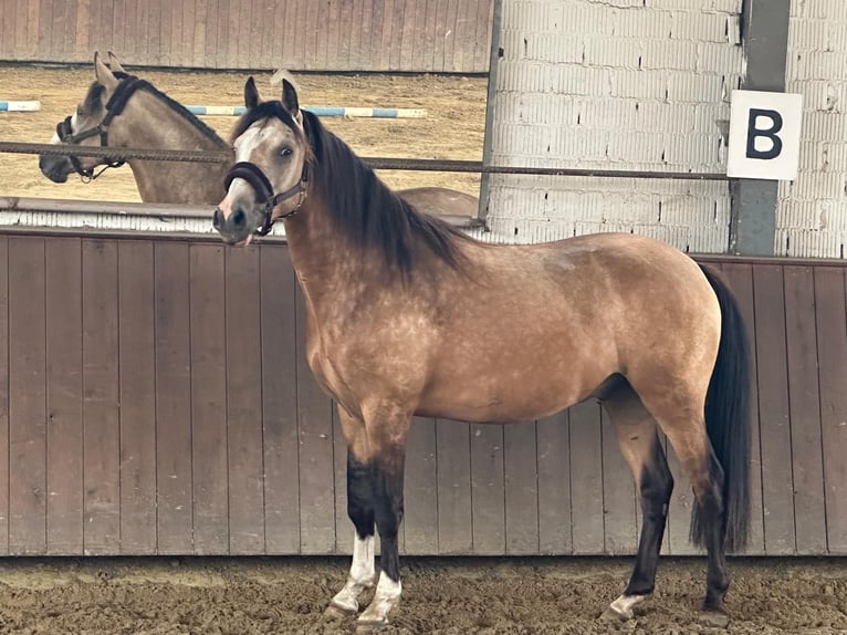 Duitse rijpony Ruin 2 Jaar 146 cm Buckskin in Vreden