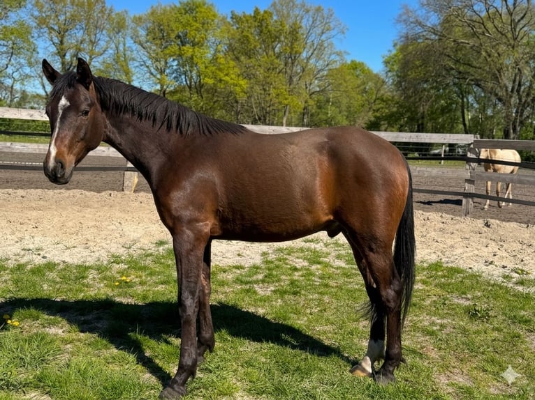 Duitse rijpony Ruin 2 Jaar 146 cm Donkerbruin in Berge