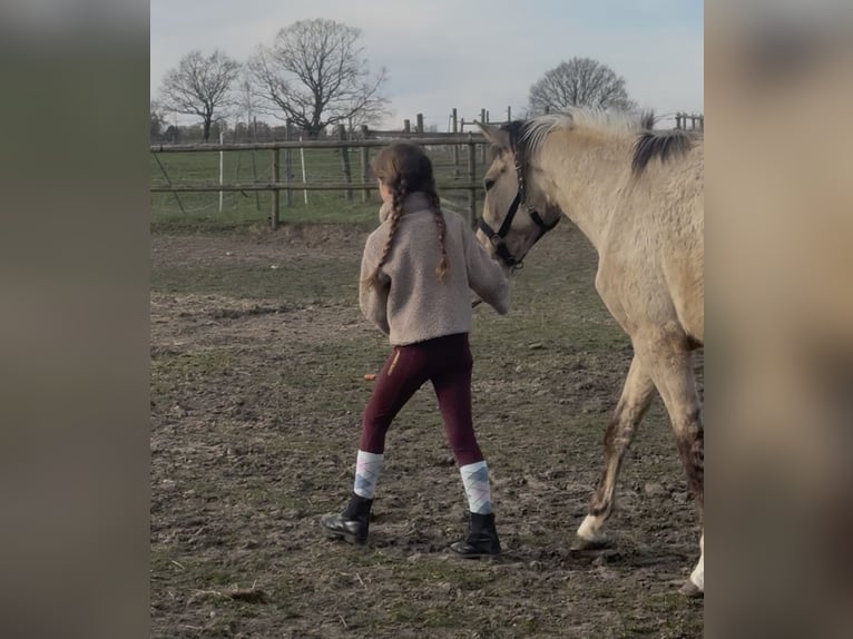 Duitse rijpony Ruin 2 Jaar 146 cm Falbe in Buchholz in der Nordheide