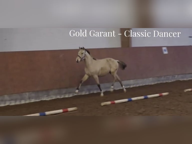 Duitse rijpony Ruin 2 Jaar 146 cm Falbe in Buchholz in der Nordheide