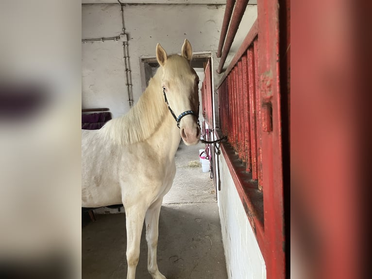 Duitse rijpony Ruin 2 Jaar 147 cm Cremello in Wassenberg