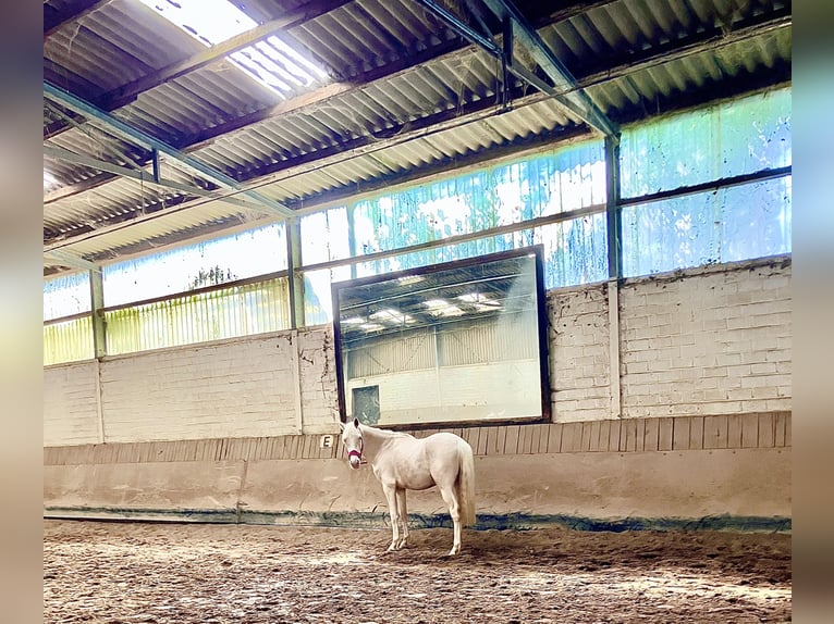 Duitse rijpony Ruin 2 Jaar 147 cm Cremello in Wassenberg