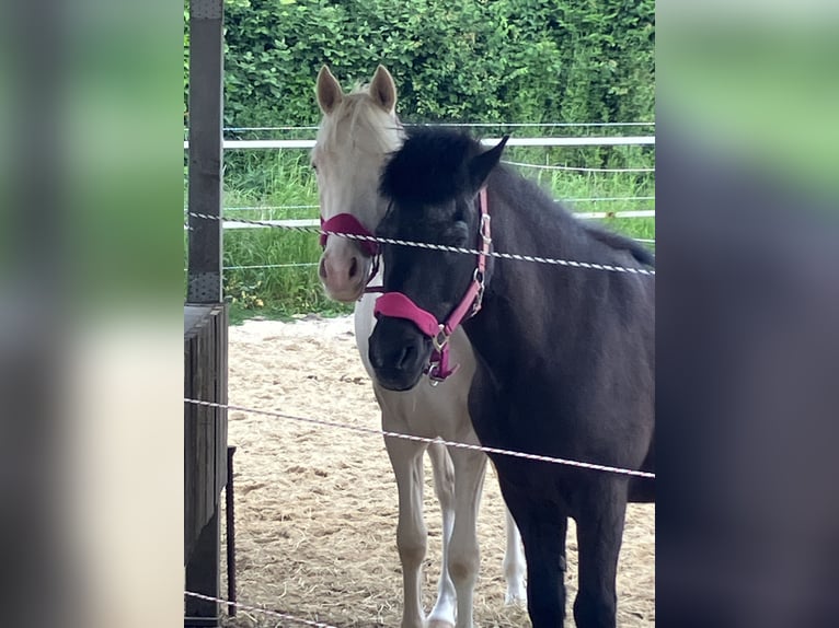 Duitse rijpony Ruin 2 Jaar 147 cm Cremello in Wassenberg