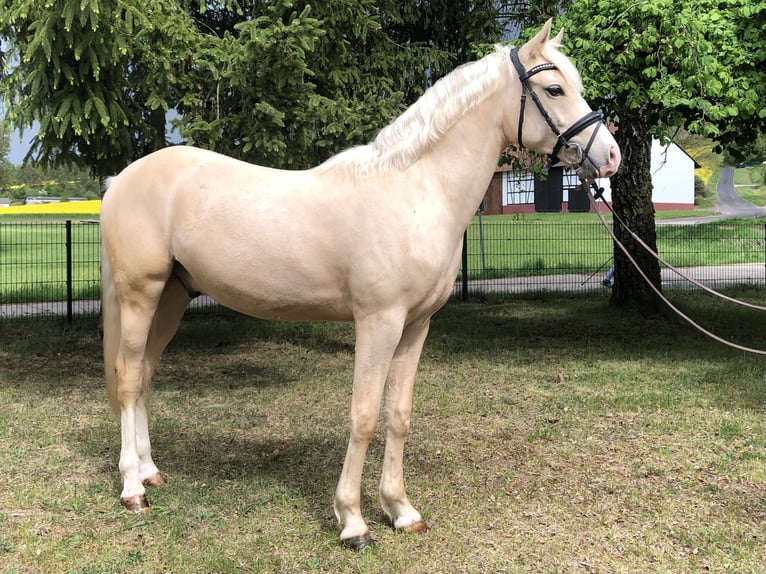 Duitse rijpony Ruin 2 Jaar 149 cm Palomino in Bebra