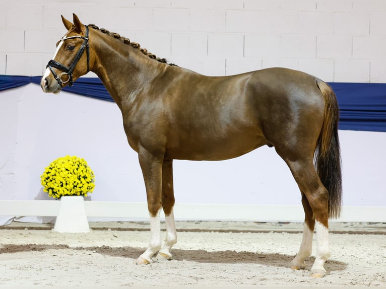 Duitse rijpony Ruin 2 Jaar 149 cm Vos in Marsberg