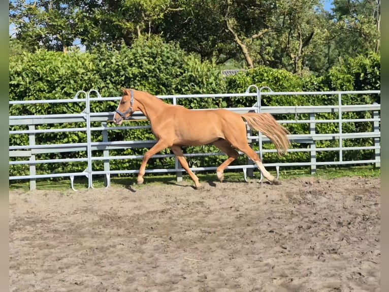 Duitse rijpony Ruin 2 Jaar 150 cm Red Dun in Heemskerk