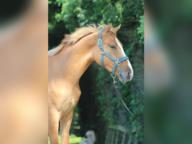 Duitse rijpony Ruin 2 Jaar 150 cm Red Dun in Heemskerk