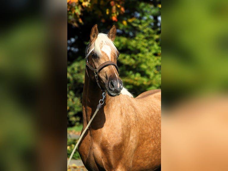 Duitse rijpony Ruin 2 Jaar 152 cm Palomino in Rehburg-Loccum M&#xFC;nchehagen