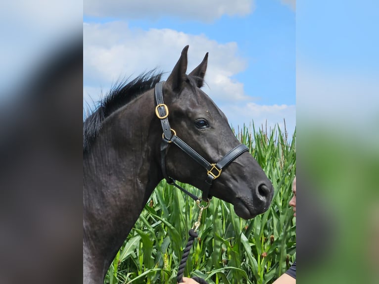 Duitse rijpony Ruin 2 Jaar 152 cm Zwartbruin in Raddestorf