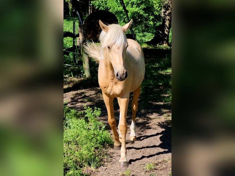 Duitse rijpony Ruin 2 Jaar 155 cm Palomino in Krüssau