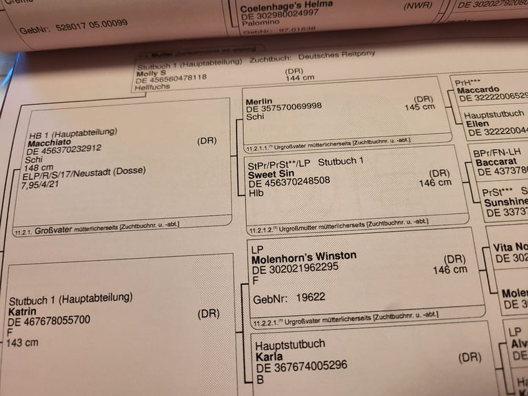 Duitse rijpony Ruin 2 Jaar 155 cm Palomino in Krüssau