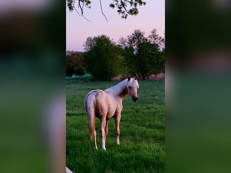 Duitse rijpony Ruin 2 Jaar 155 cm Palomino in Krüssau