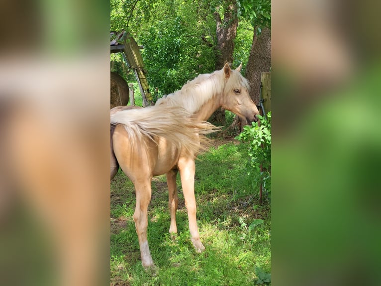 Duitse rijpony Ruin 2 Jaar 155 cm Palomino in Krüssau