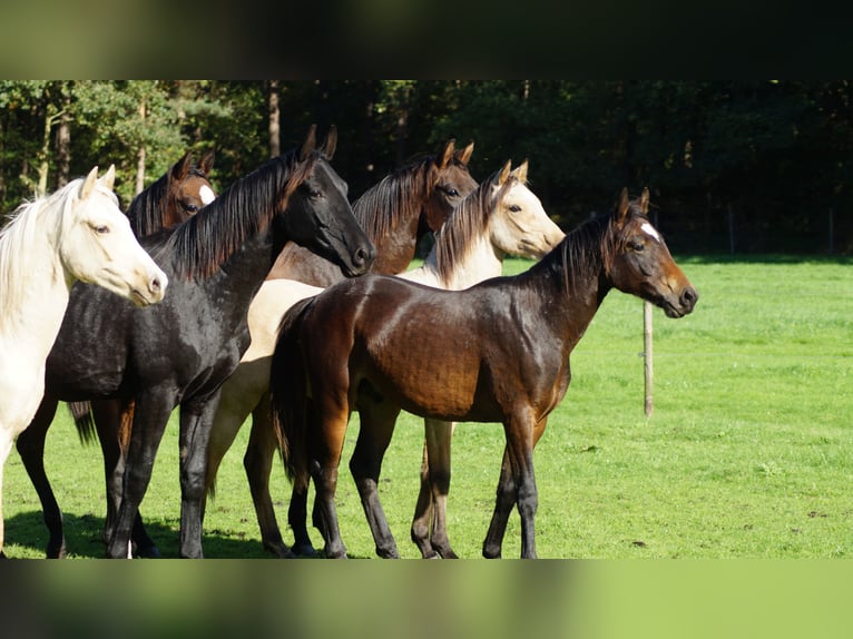 Duitse rijpony Ruin 2 Jaar Donkerbruin in Neuenkirchen-Vörden