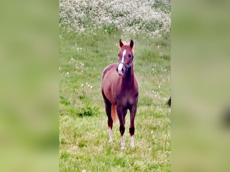 Duitse rijpony Ruin 2 Jaar Donkere-vos in Frankenberg (Eder)