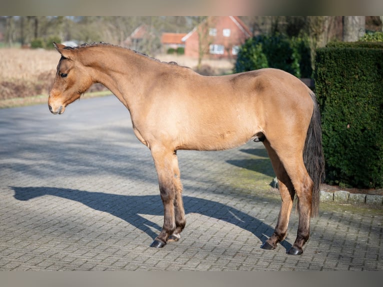Duitse rijpony Ruin 2 Jaar Falbe in Merzen