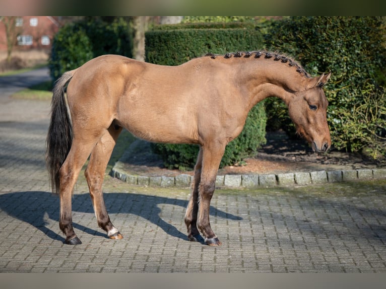 Duitse rijpony Ruin 2 Jaar Falbe in Merzen