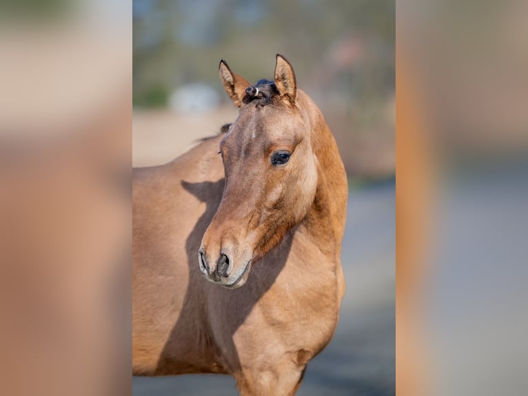Duitse rijpony Ruin 2 Jaar Falbe in Merzen