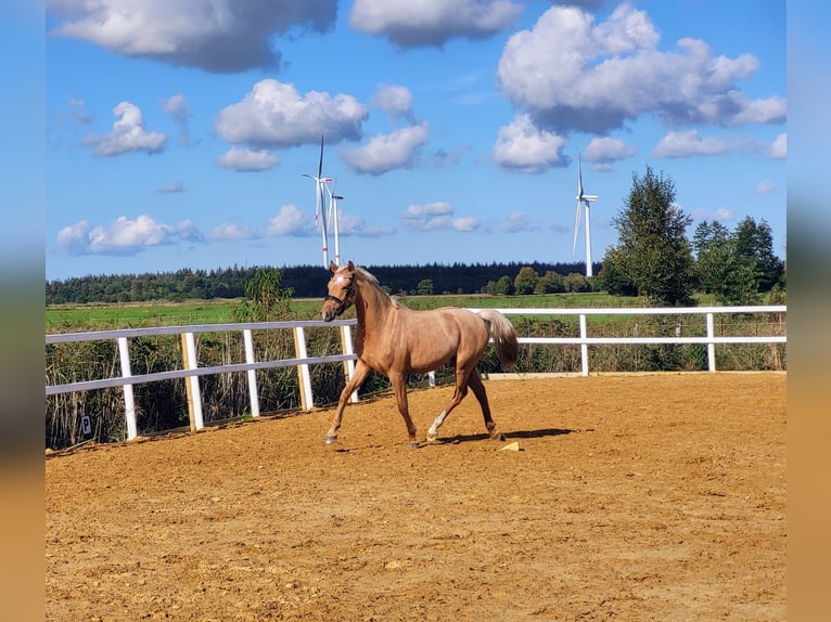 Duitse rijpony Ruin 2 Jaar Palomino in Ovelgönne