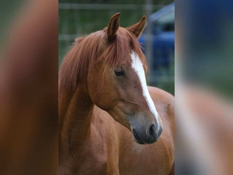Duitse rijpony Ruin 2 Jaar Vos in Niederstetten
