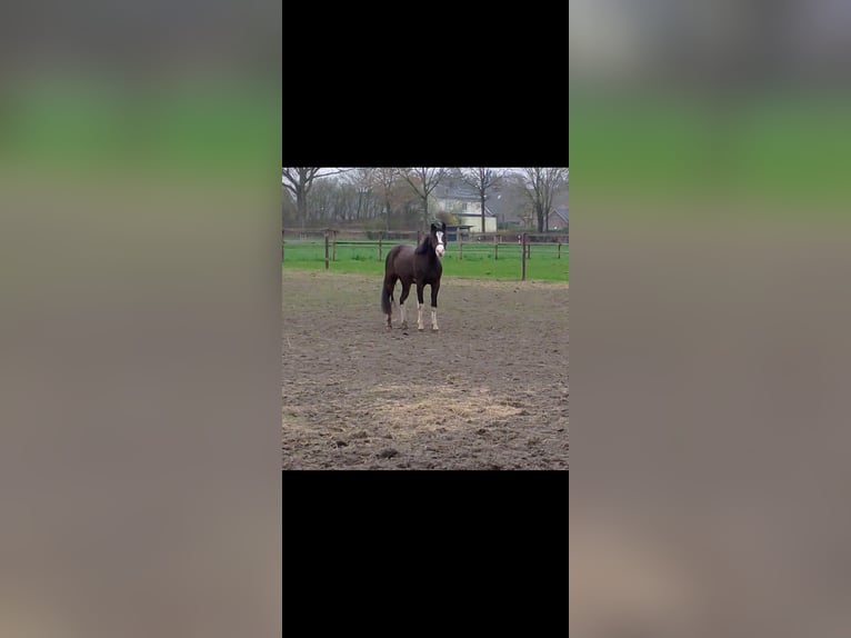 Duitse rijpony Ruin 3 Jaar 125 cm Donkerbruin in Garrel