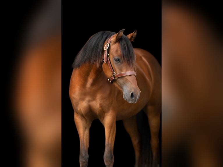 Duitse rijpony Ruin 3 Jaar 134 cm Bruin in Burgebrach