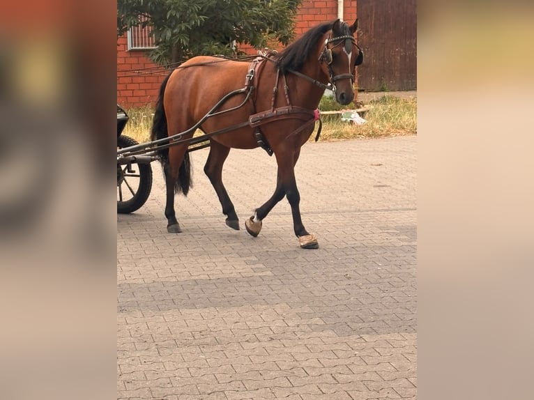 Duitse rijpony Ruin 3 Jaar 135 cm Bruin in Tecklenburg