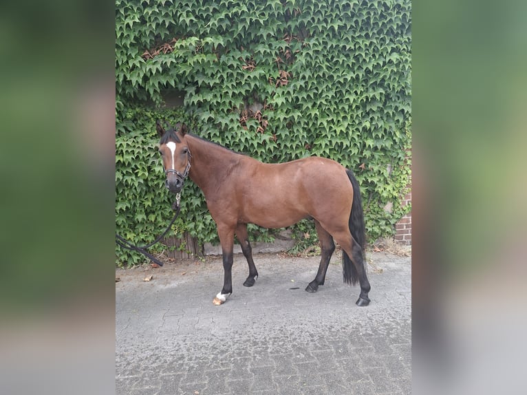 Duitse rijpony Ruin 3 Jaar 135 cm Bruin in Tecklenburg