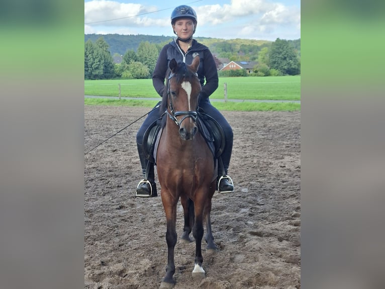 Duitse rijpony Ruin 3 Jaar 135 cm Bruin in Tecklenburg