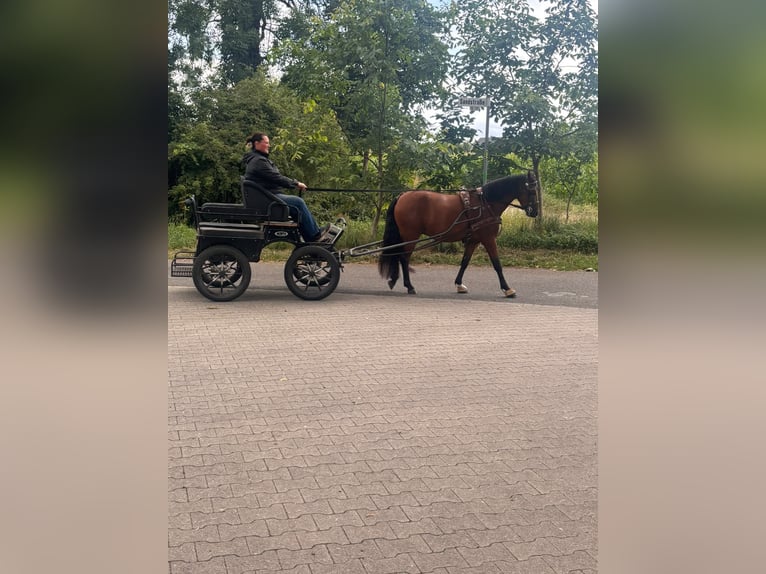Duitse rijpony Ruin 3 Jaar 135 cm Bruin in Tecklenburg