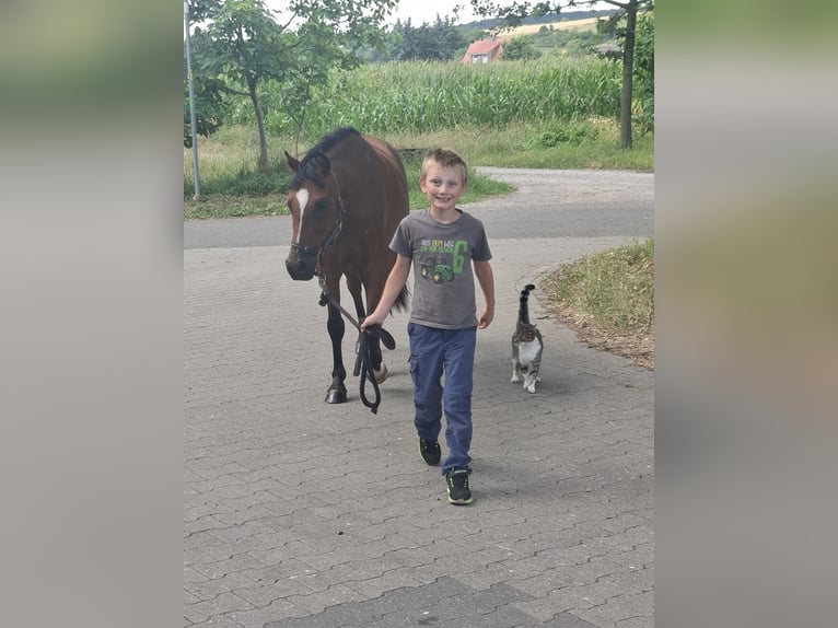 Duitse rijpony Ruin 3 Jaar 135 cm Bruin in Tecklenburg