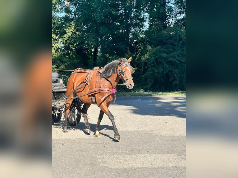 Duitse rijpony Ruin 3 Jaar 135 cm Bruin in Tecklenburg