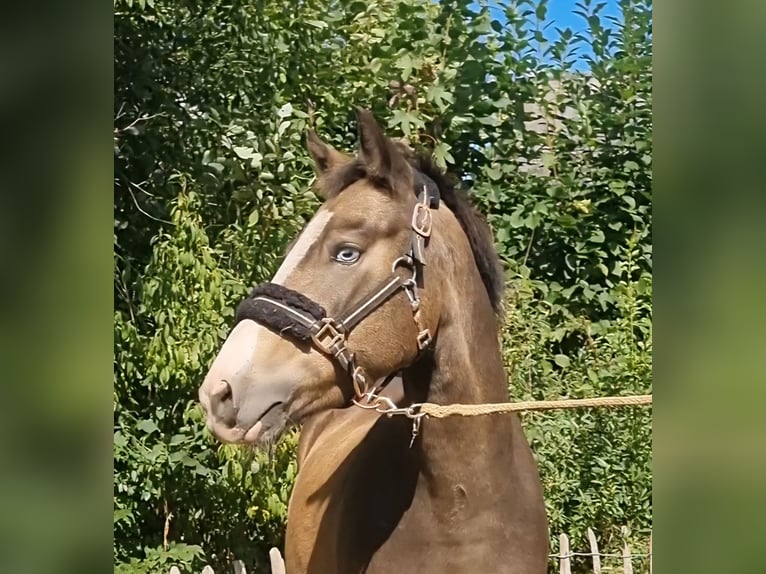 Duitse rijpony Ruin 3 Jaar 136 cm Falbe in Zwinderen