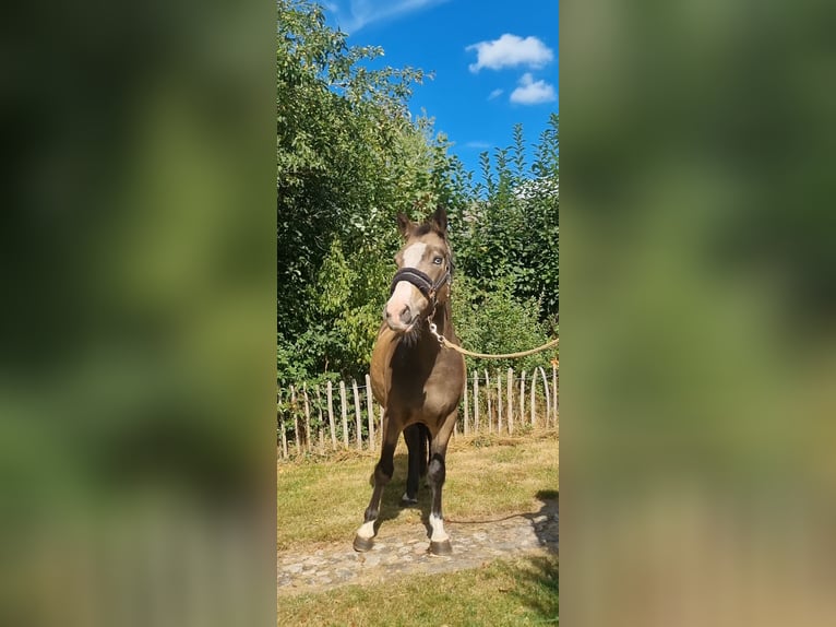 Duitse rijpony Ruin 3 Jaar 136 cm Falbe in Zwinderen