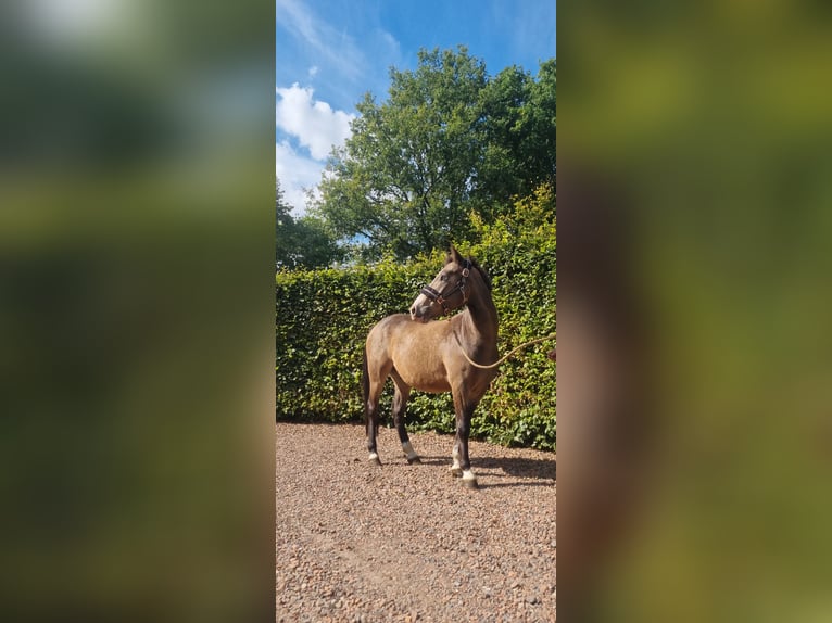 Duitse rijpony Ruin 3 Jaar 136 cm Falbe in Zwinderen