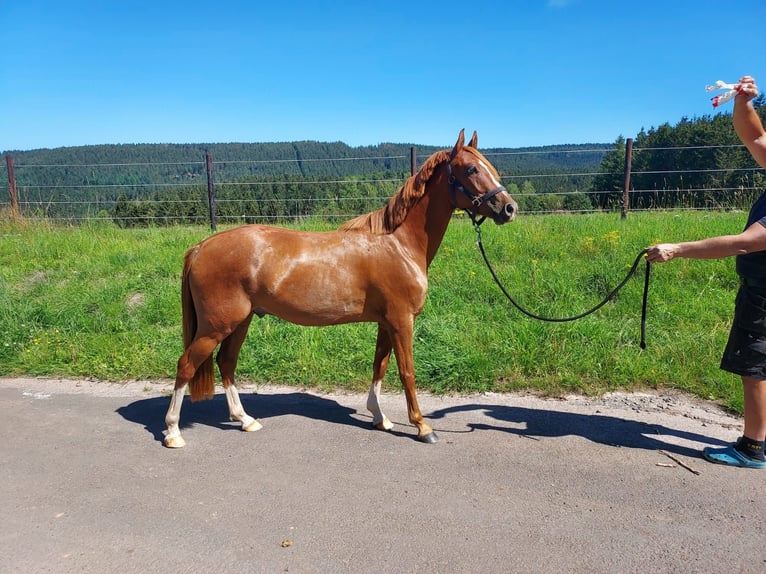 Duitse rijpony Ruin 3 Jaar 137 cm Vos in Mürlenbach