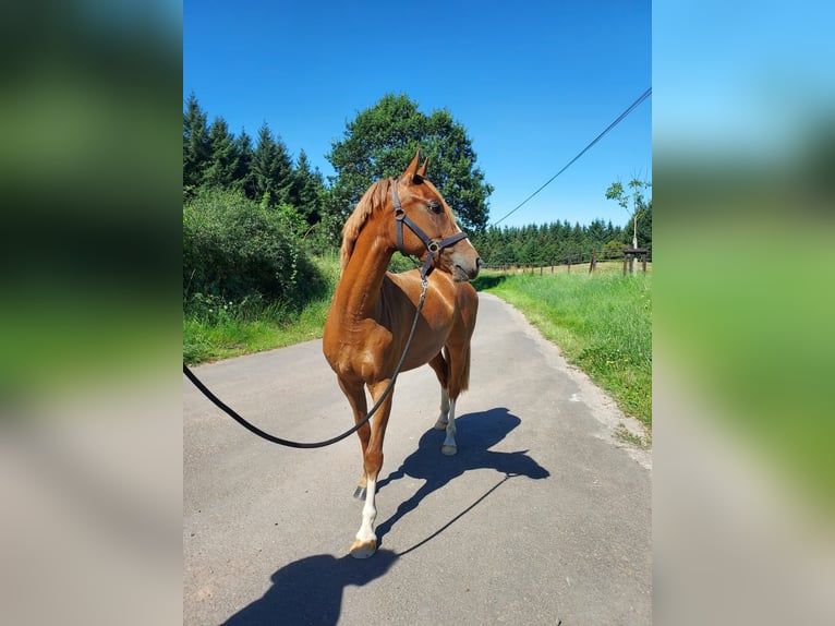 Duitse rijpony Ruin 3 Jaar 137 cm Vos in Mürlenbach