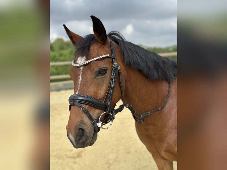 Duitse rijpony Ruin 3 Jaar 138 cm Bruin in Bergisch Gladbach