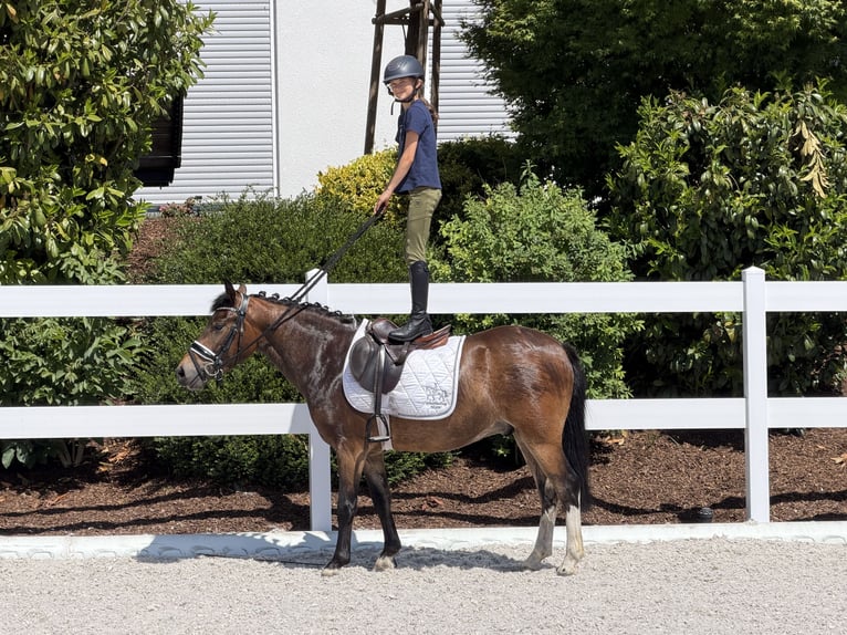 Duitse rijpony Mix Ruin 3 Jaar 138 cm Gevlekt-paard in Riedlingen