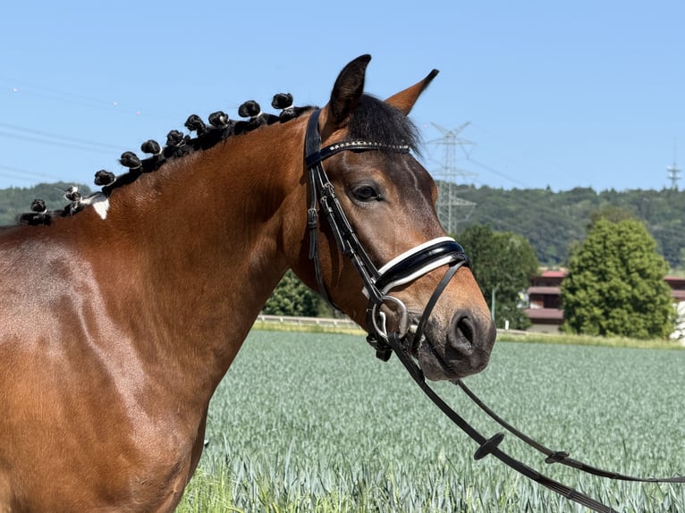 Duitse rijpony Mix Ruin 3 Jaar 138 cm Gevlekt-paard in Riedlingen