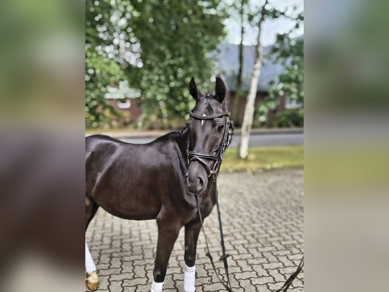 Duitse rijpony Ruin 3 Jaar 138 cm Zwart in Fredenbeck