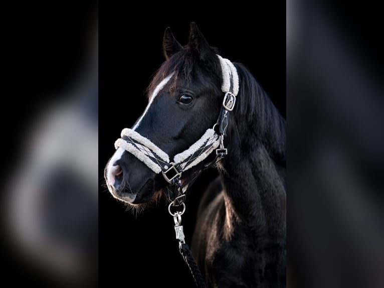 Duitse rijpony Ruin 3 Jaar 139 cm Zwart in Greven