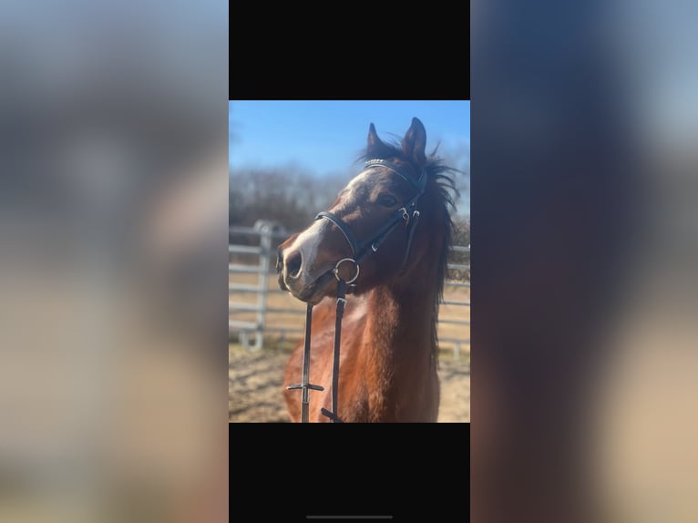 Duitse rijpony Ruin 3 Jaar 140 cm Donkerbruin in Haibach