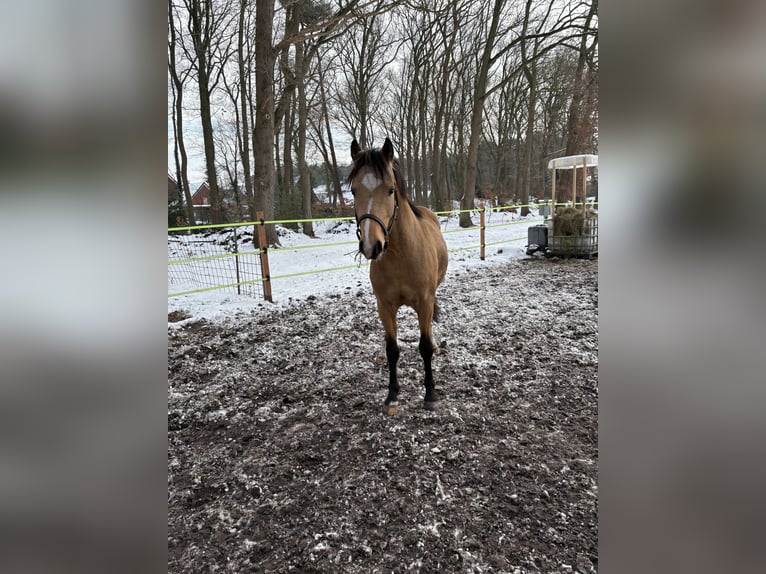 Duitse rijpony Ruin 3 Jaar 140 cm Falbe in FriesoytheFriesoythe