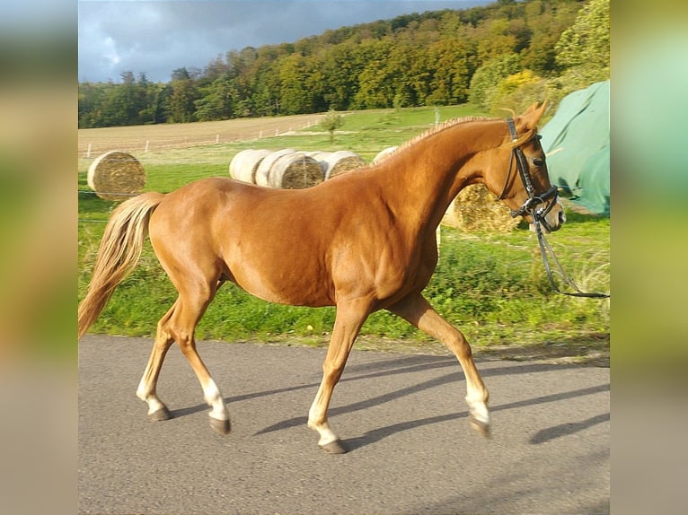 Duitse rijpony Ruin 3 Jaar 140 cm Vos in Kirchworbis