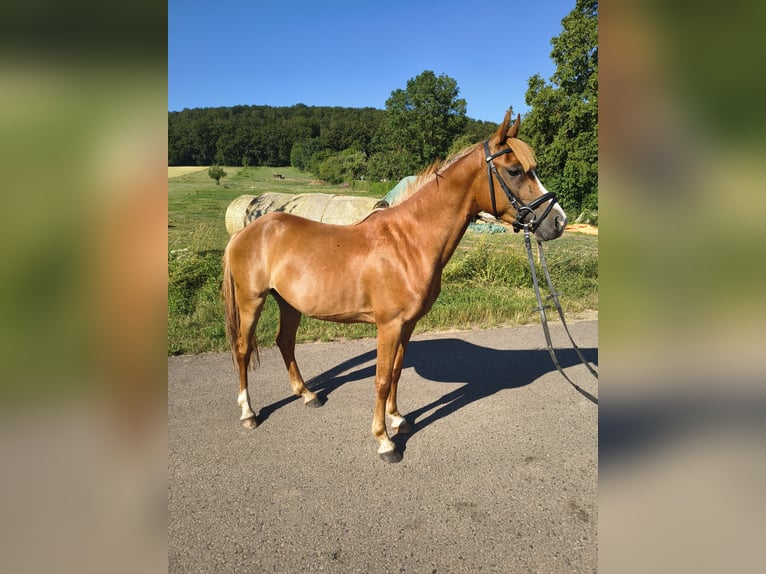 Duitse rijpony Ruin 3 Jaar 140 cm Vos in Kirchworbis