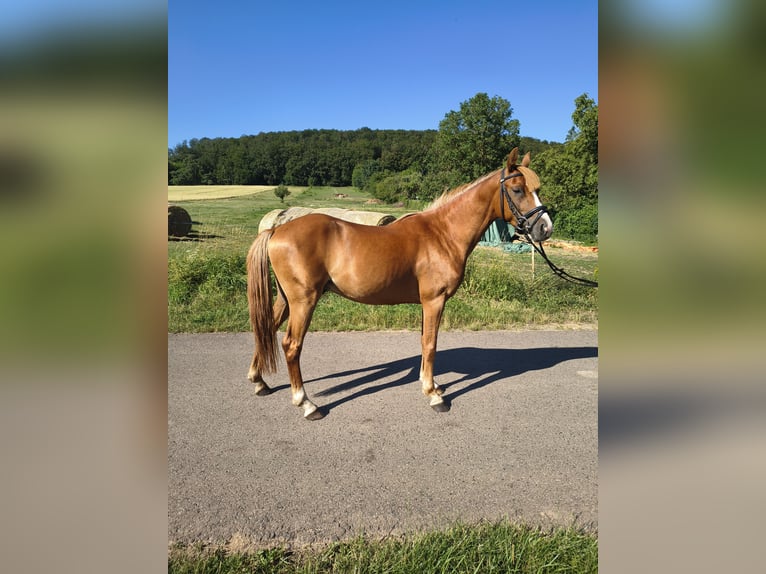 Duitse rijpony Ruin 3 Jaar 140 cm Vos in Kirchworbis