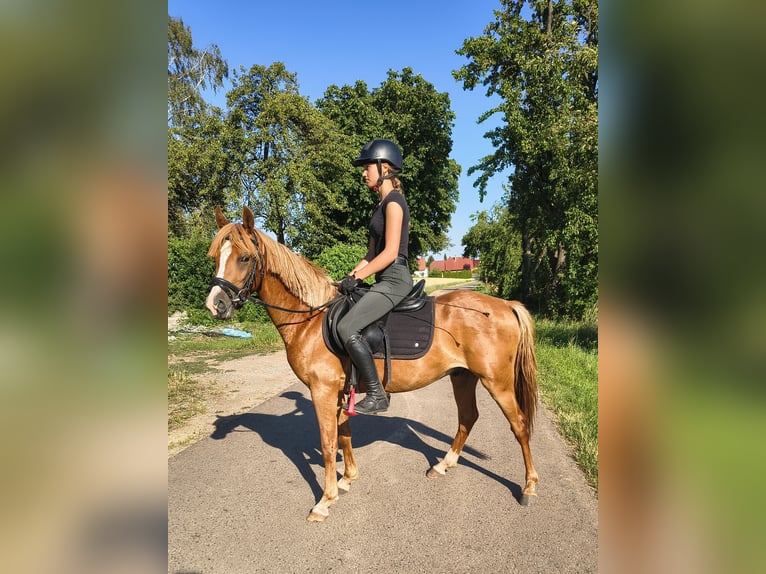Duitse rijpony Ruin 3 Jaar 140 cm Vos in Kirchworbis
