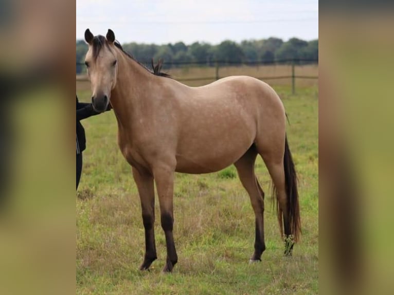 Duitse rijpony Ruin 3 Jaar 141 cm Falbe in Isernhagen